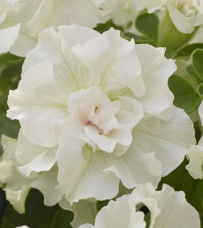 Петуния Сурфиния Дабл Вайт